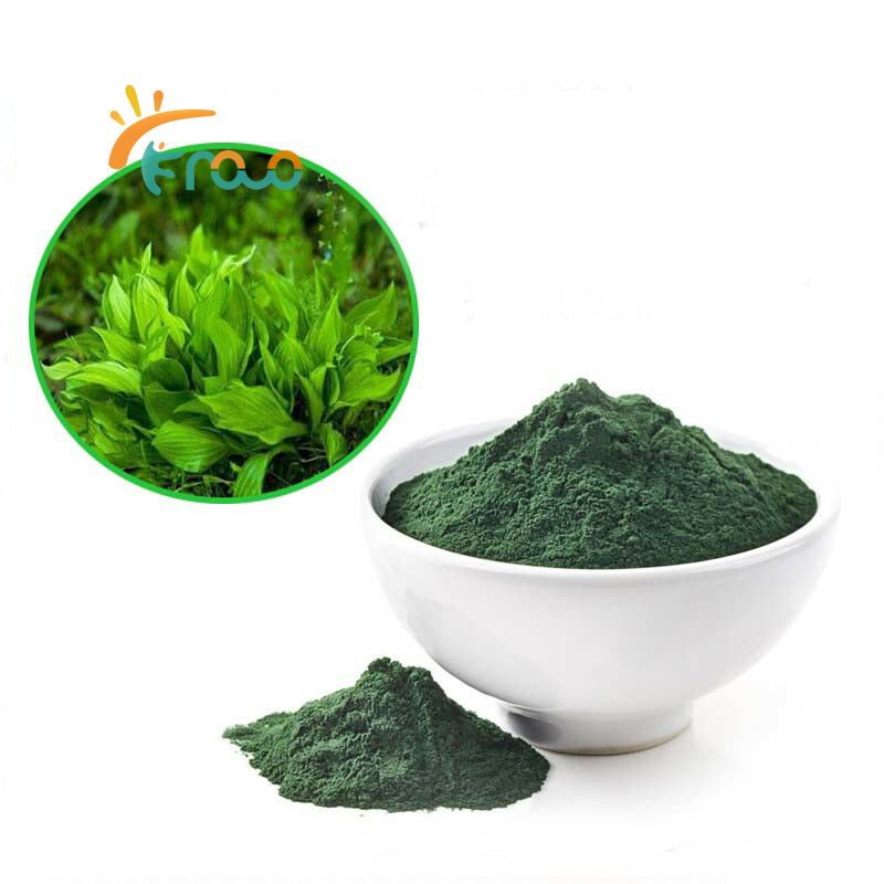 Chlorella Powder Chlorella Powder