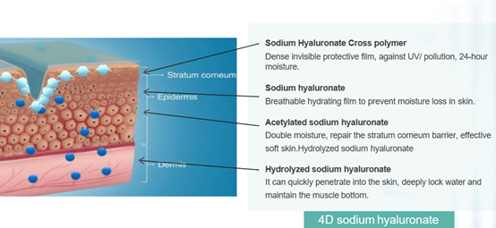 Hialuronato de sodio 4D (HA)