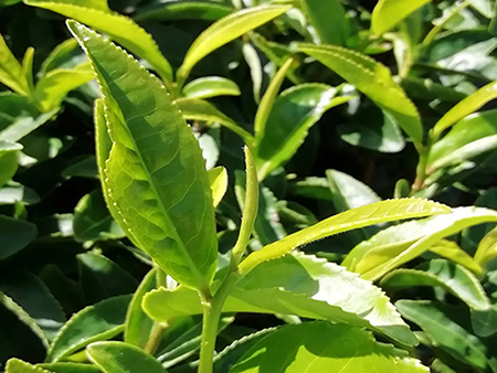 ¿Por qué el terruño importa para la calidad del polvo de matcha premium?